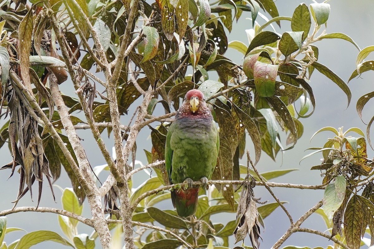Speckle-faced Parrot - ML477041611