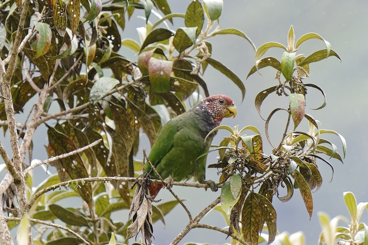 Speckle-faced Parrot - ML477041691