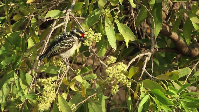 Red-fronted Barbet - ML477047