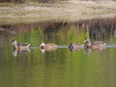 Mallard - Roger Horn
