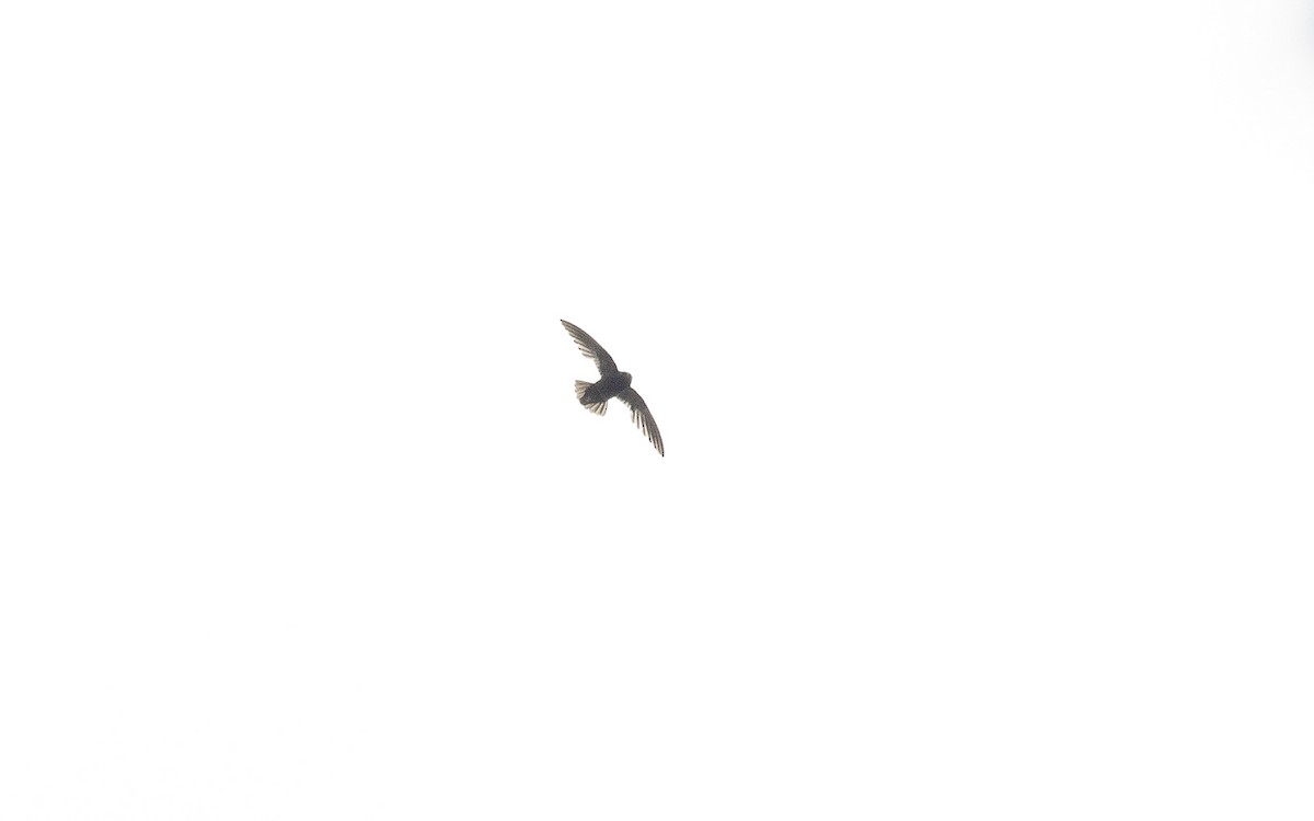 Spot-fronted Swift - ML477047121