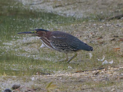 Green Heron - Roger Horn