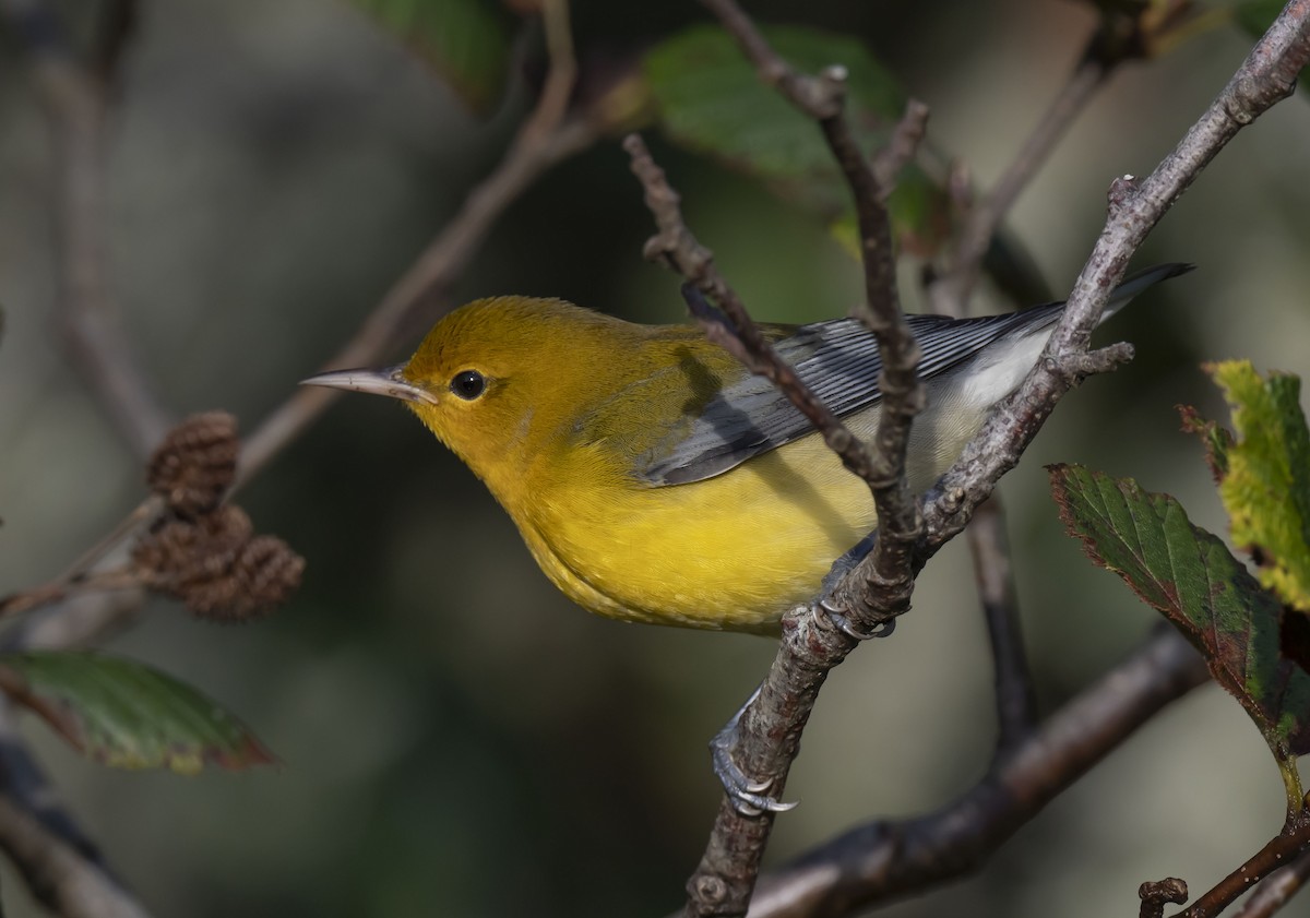 Prothonotary Warbler - Ronnie d'Entremont