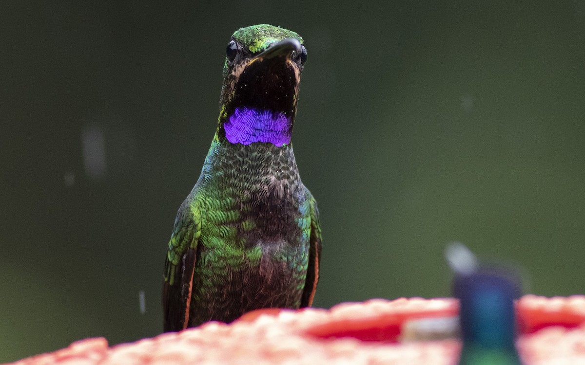 kolibřík zelenoprsý - ML477047501