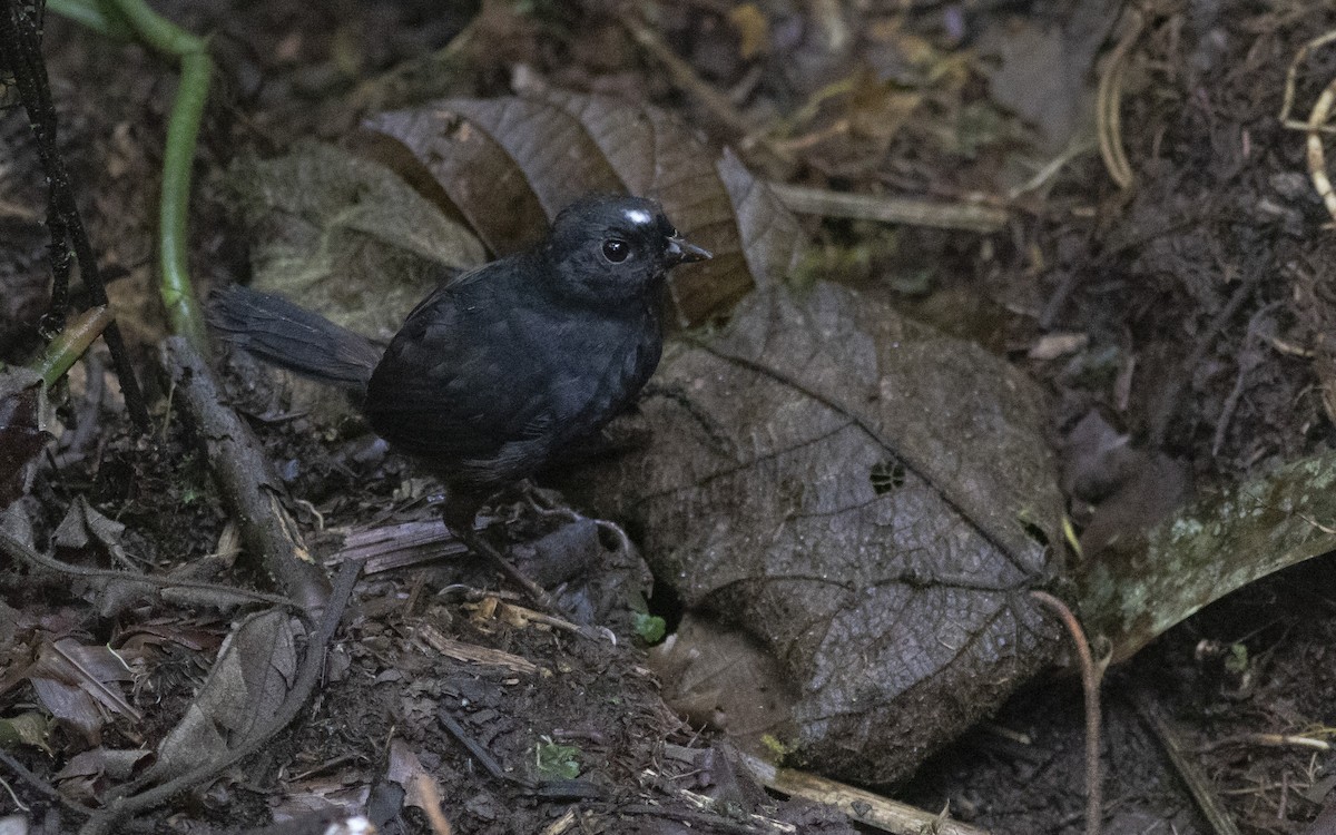 White-crowned Tapaculo - ML477047851