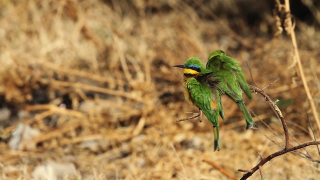 Little Bee-eater - ML477053