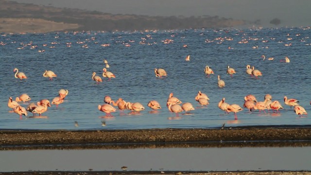 Lesser Flamingo - ML477060