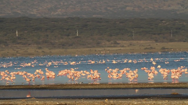 Lesser Flamingo - ML477061