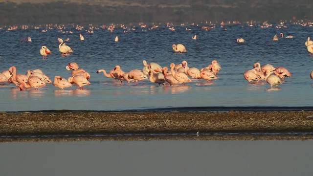 Lesser Flamingo - ML477062