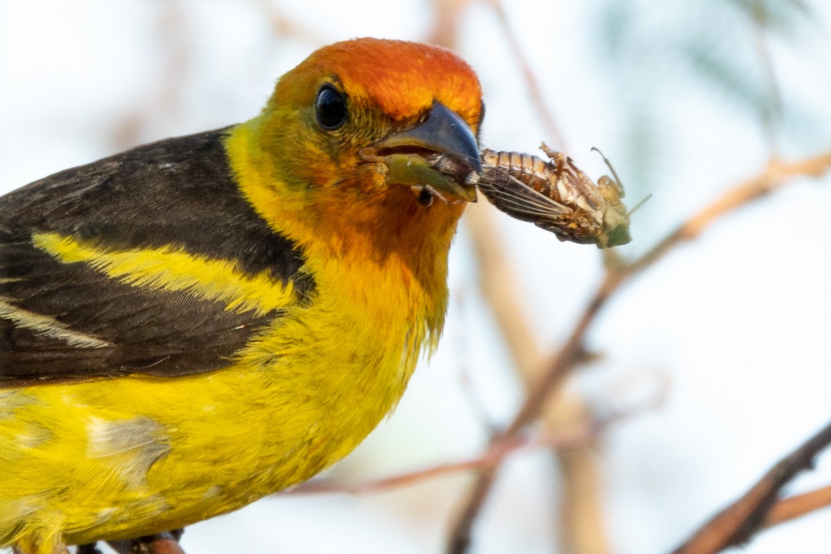 Western Tanager - ML477062291