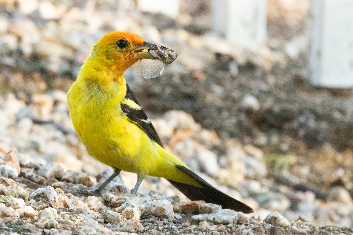 Western Tanager - ML477062311