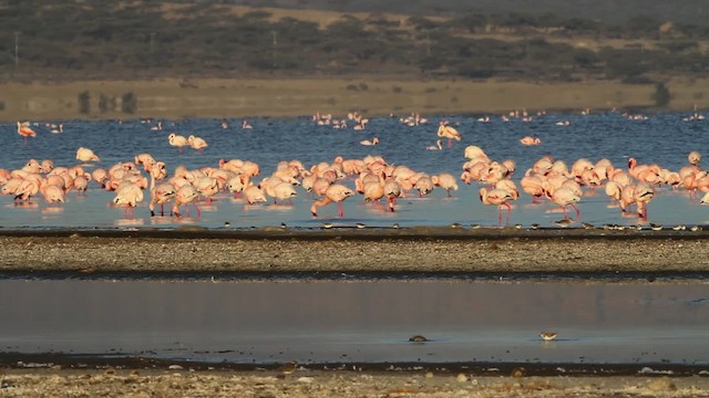 Lesser Flamingo - ML477063