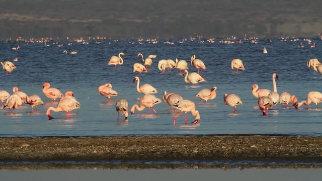 Lesser Flamingo - ML477064