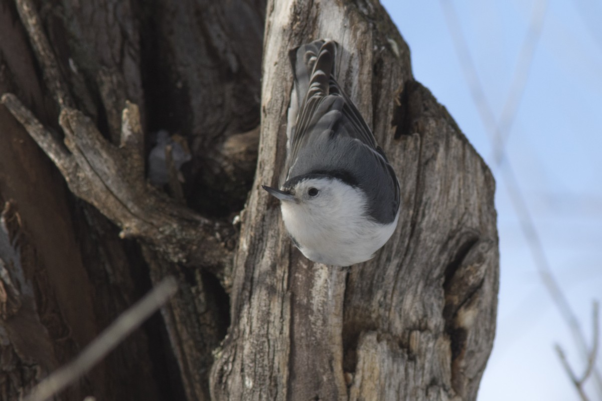 White-breasted Nuthatch (Interior West) - ML47706721