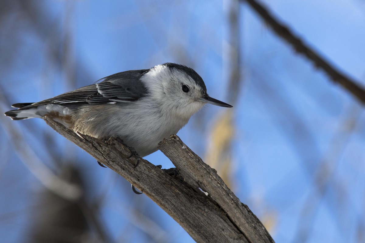 White-breasted Nuthatch (Interior West) - ML47706731