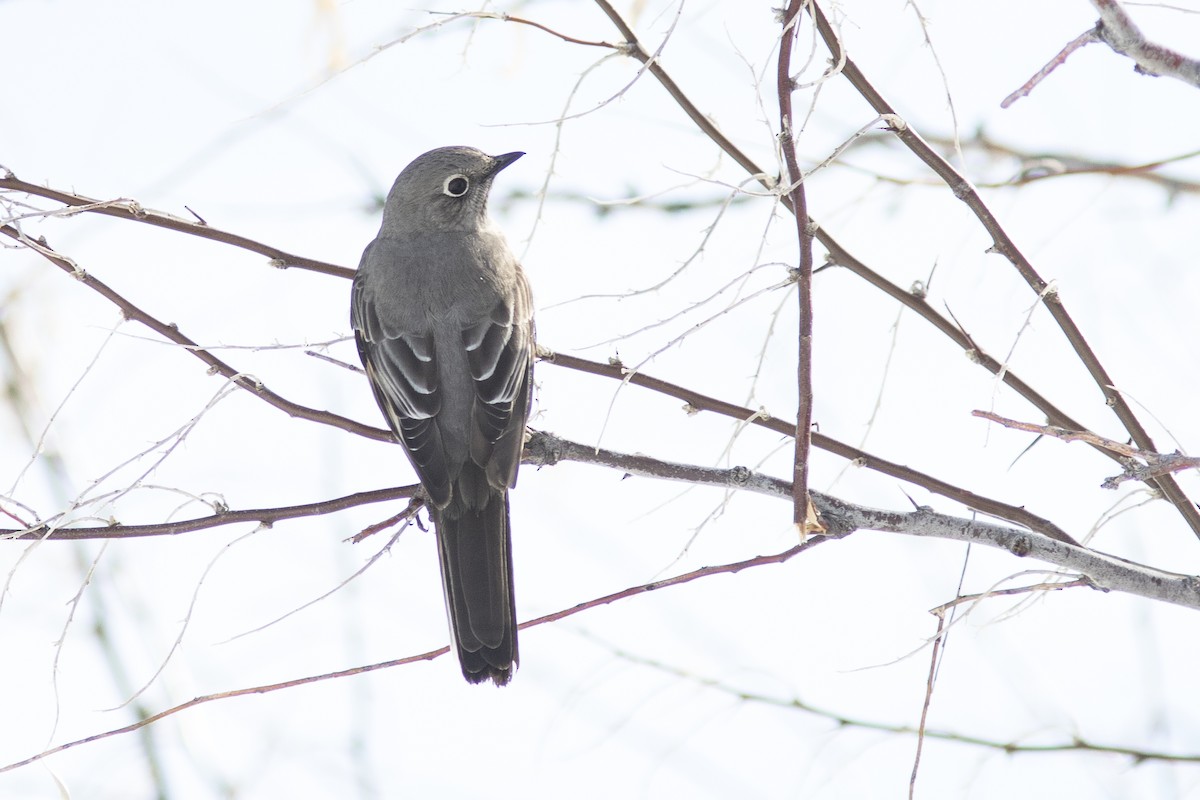 Townsend's Solitaire - Bryce Robinson