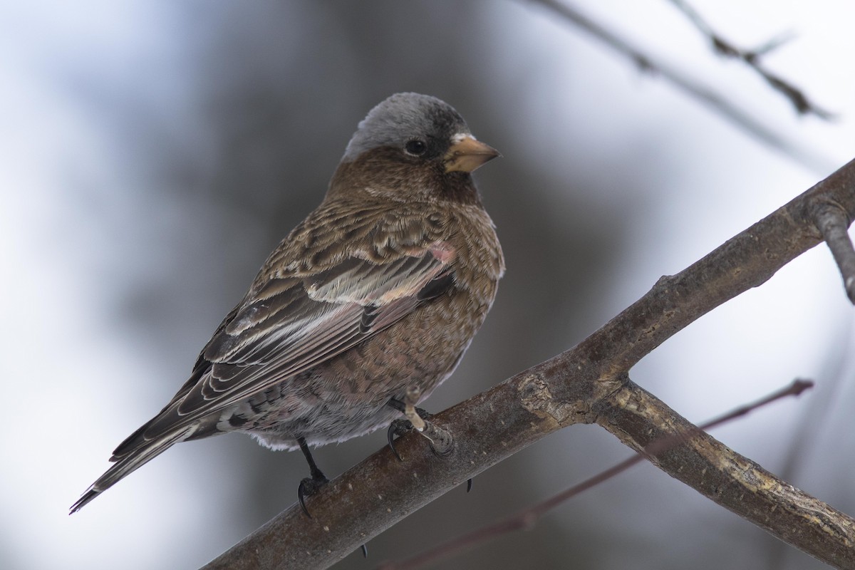 Gray-crowned Rosy-Finch (Gray-crowned) - Bryce Robinson