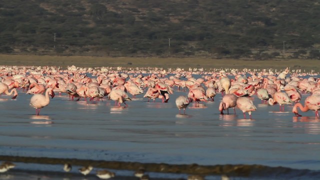 Lesser Flamingo - ML477069