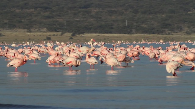 Lesser Flamingo - ML477070