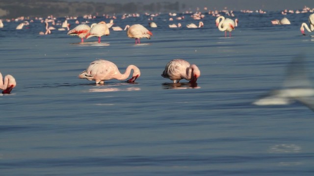 Lesser Flamingo - ML477071