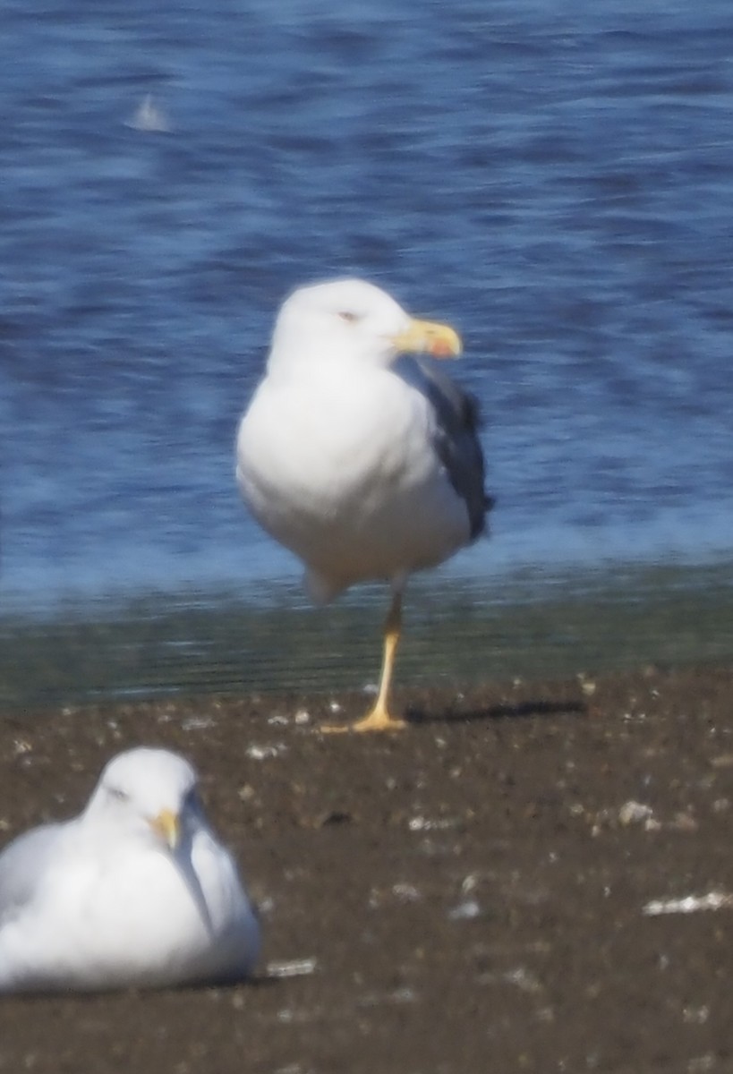 Yellow-legged Gull - Michael Noonan