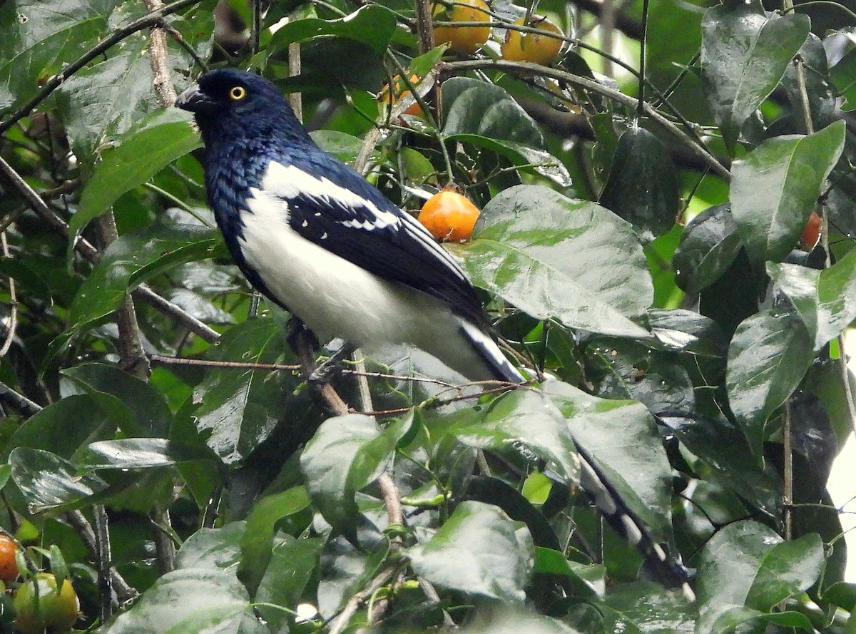 Magpie Tanager - ML477073791
