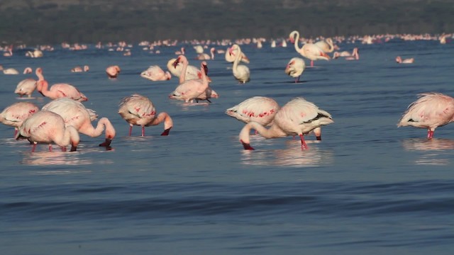 Lesser Flamingo - ML477074