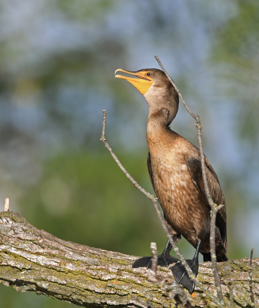 Double-crested Cormorant - Chad Kowalski