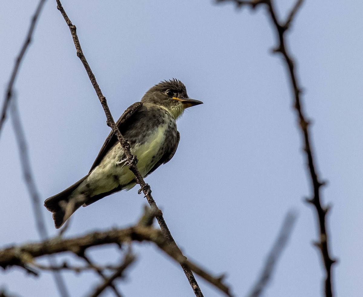 ebird-checklist-21-aug-2022-mounds-state-park-16-species