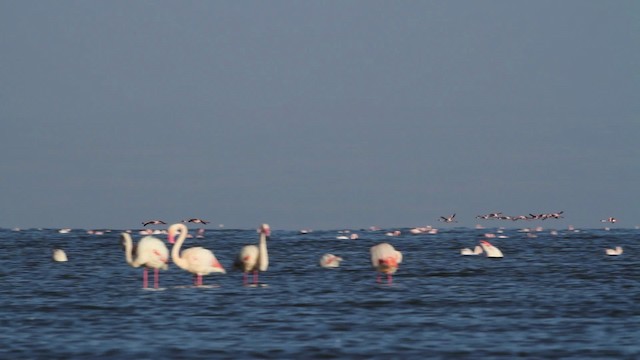 Lesser Flamingo - ML477076