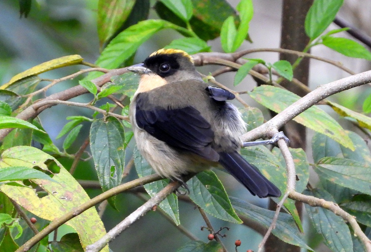 Black-goggled Tanager - ML477076431