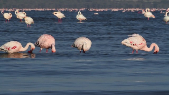 Lesser Flamingo - ML477077