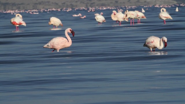 Lesser Flamingo - ML477078