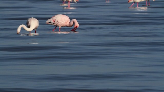 Lesser Flamingo - ML477079