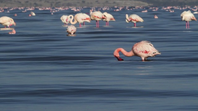 Lesser Flamingo - ML477080