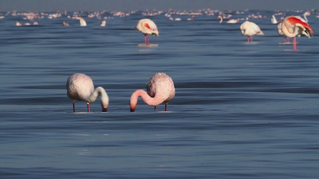 Lesser Flamingo - ML477082