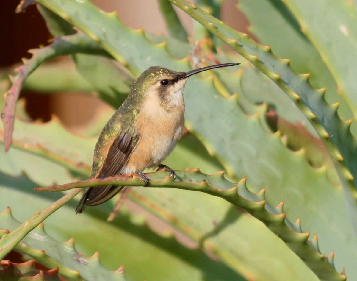 Beautiful Hummingbird - ML477086321