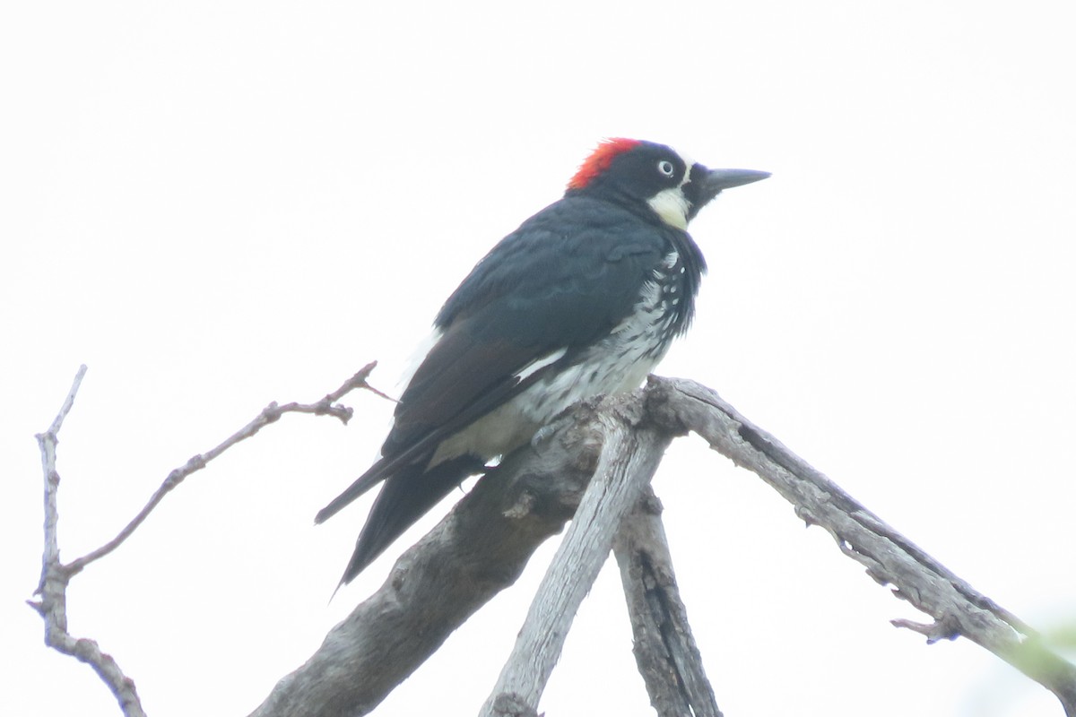 Acorn Woodpecker - Darcy Juday