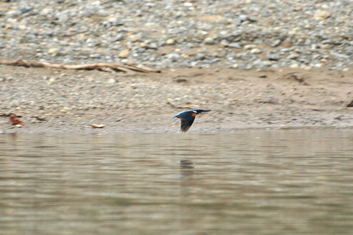 Common Kingfisher - Lee-Lien WANG