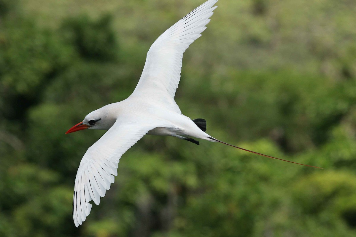 Red-tailed Tropicbird - ML47710091
