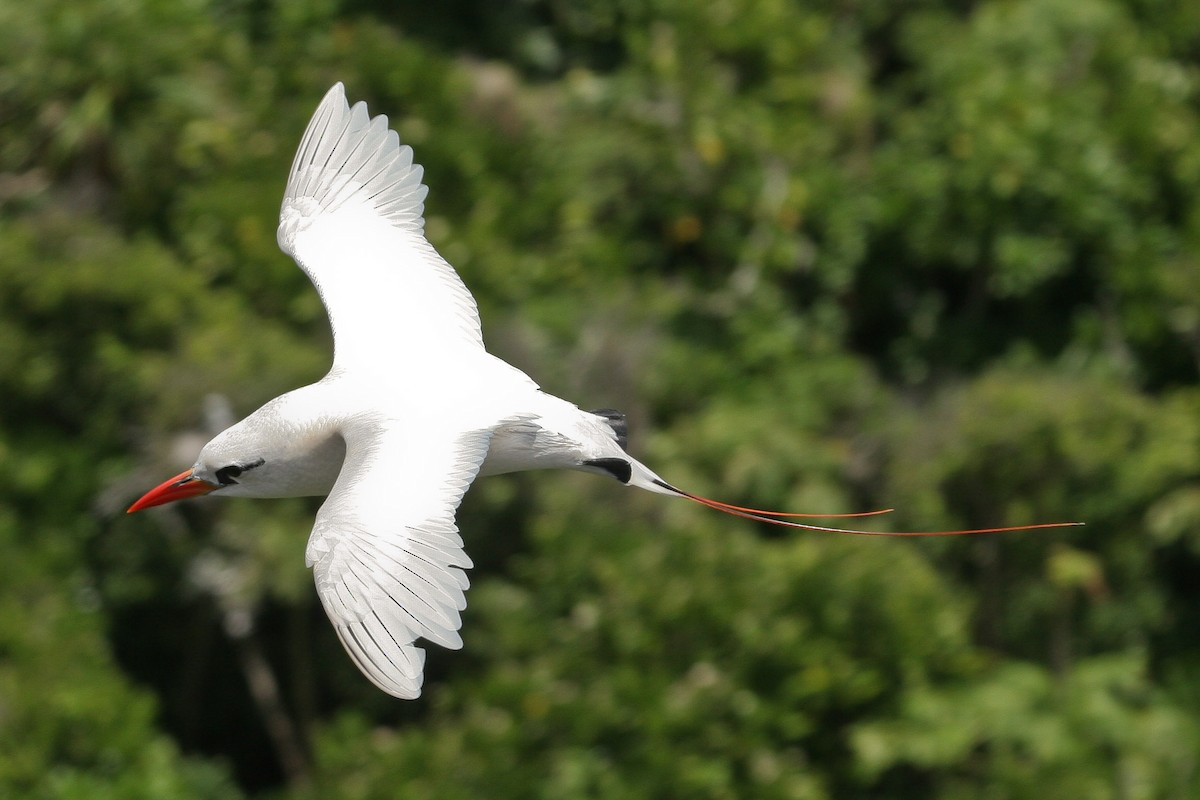 Red-tailed Tropicbird - ML47710151