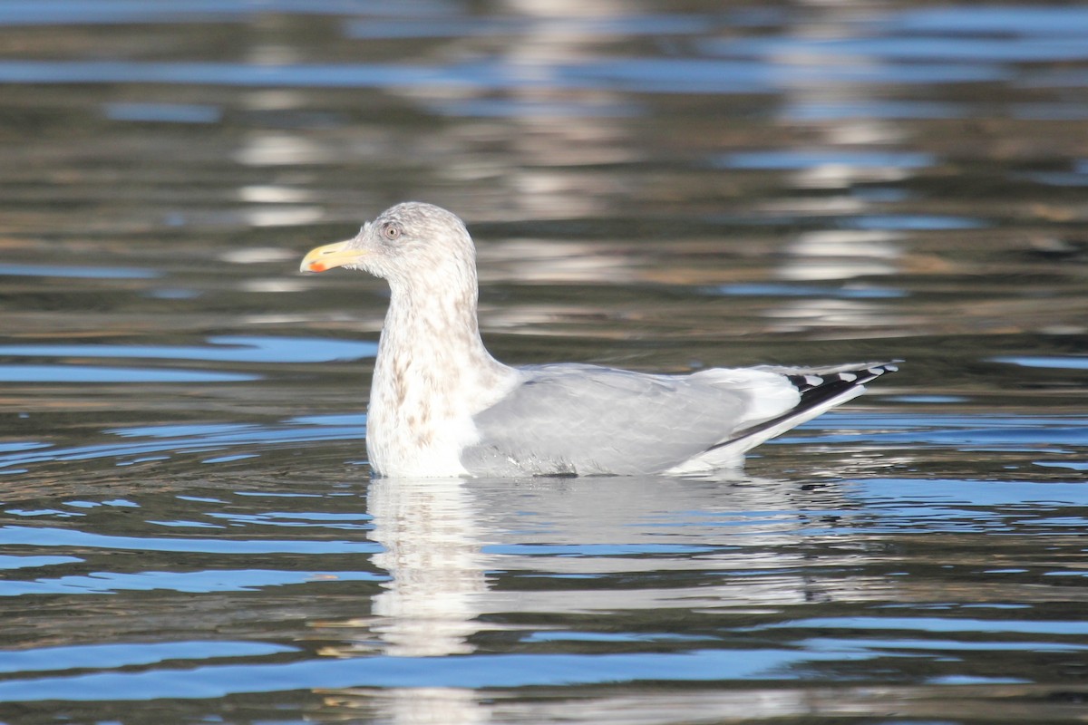 Herring Gull - Robin Corcoran