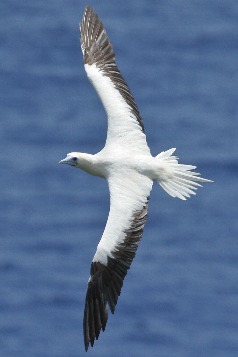 Red-footed Booby - ML47710211