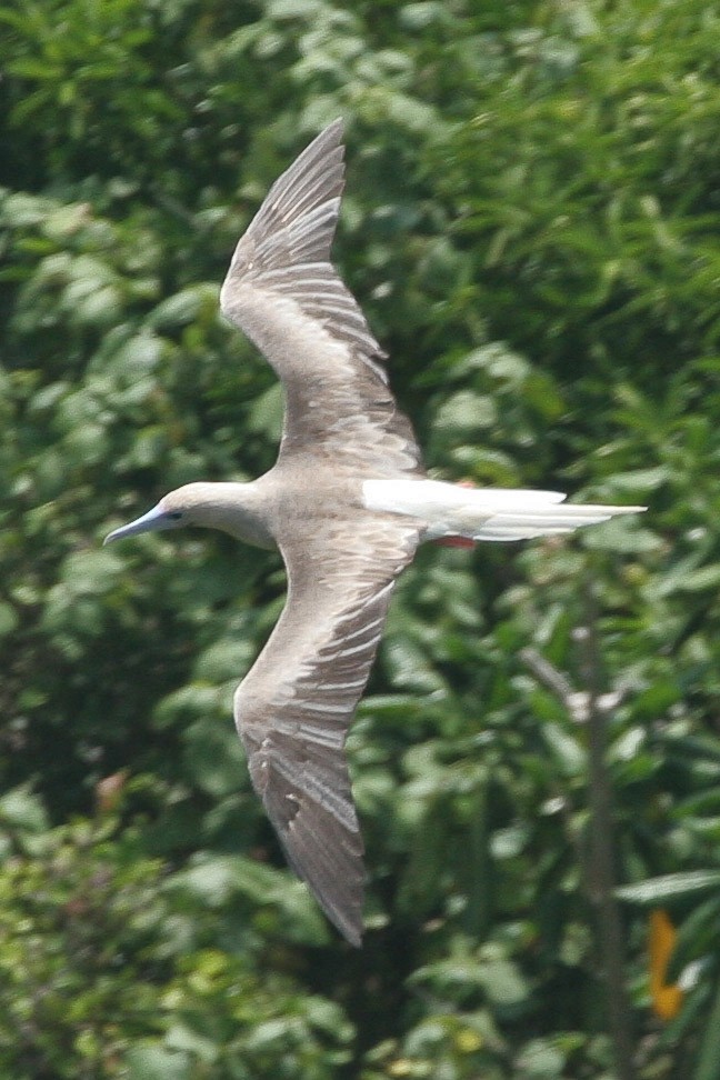 Red-footed Booby - ML47710221