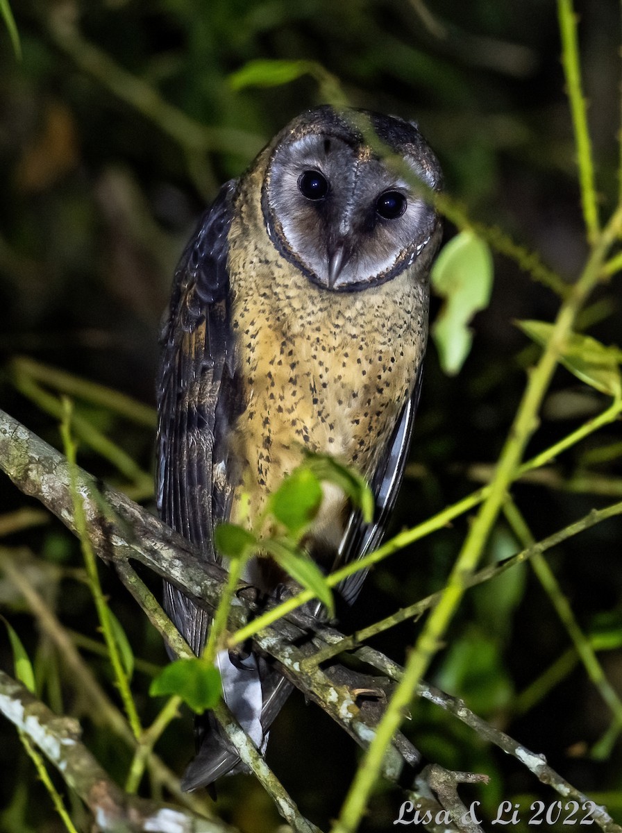 Sulawesi Masked-Owl - ML477108951