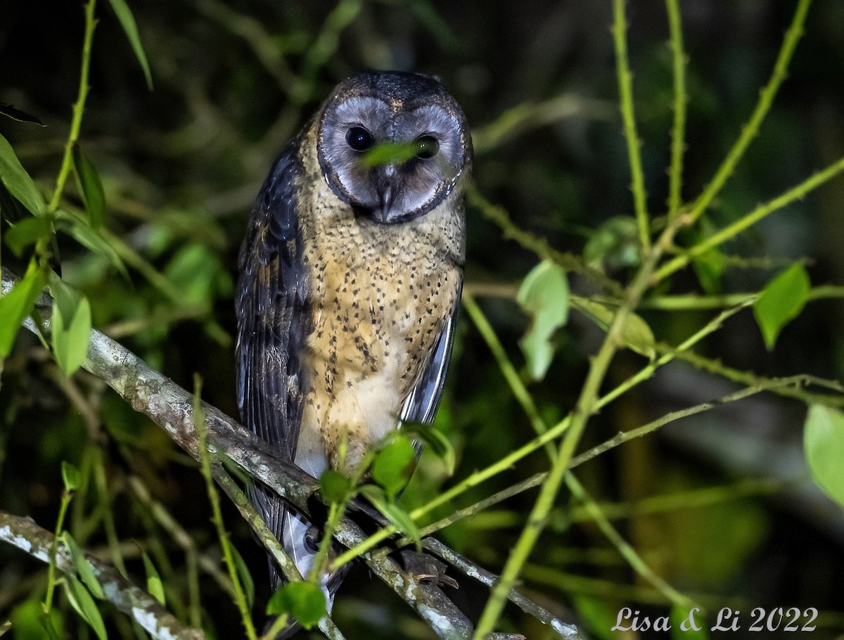Sulawesi Masked-Owl - Lisa & Li Li