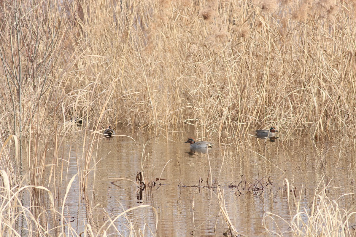 Green-winged Teal - ML477110381