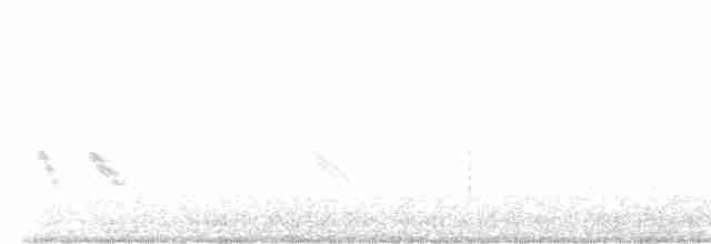 Golondrina Purpúrea (hesperia) - ML477111211