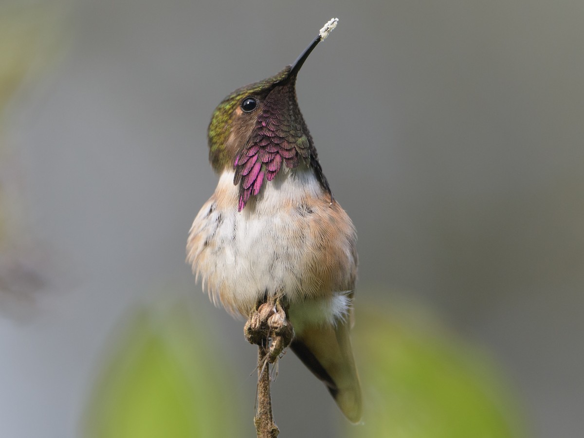 Wine-throated Hummingbird - ML477112431