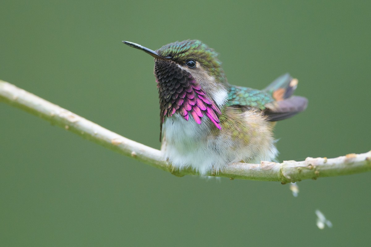 Wine-throated Hummingbird - ML477112501